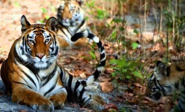 Kathmandu Valley and Bardia National Park Tour
